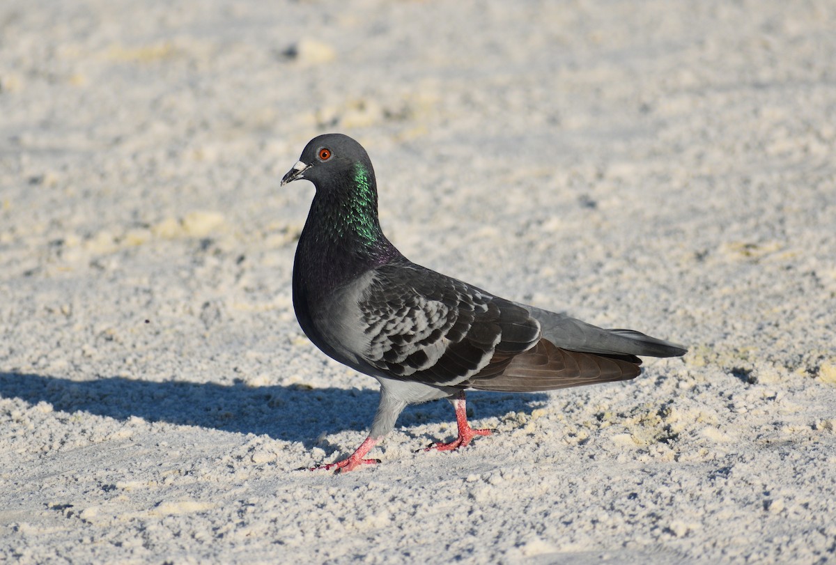 Felsentaube (Straßentaube) - ML646818070