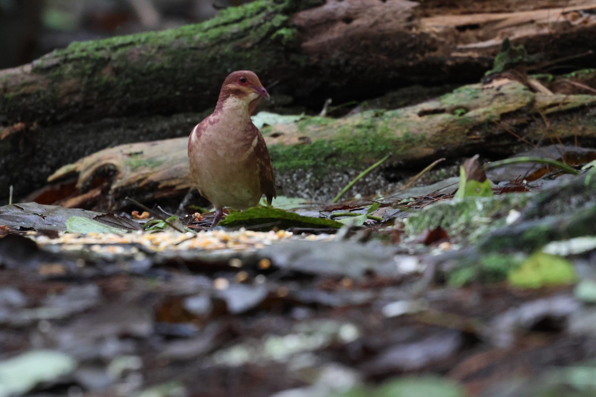 Paloma Perdiz Común - ML646818072