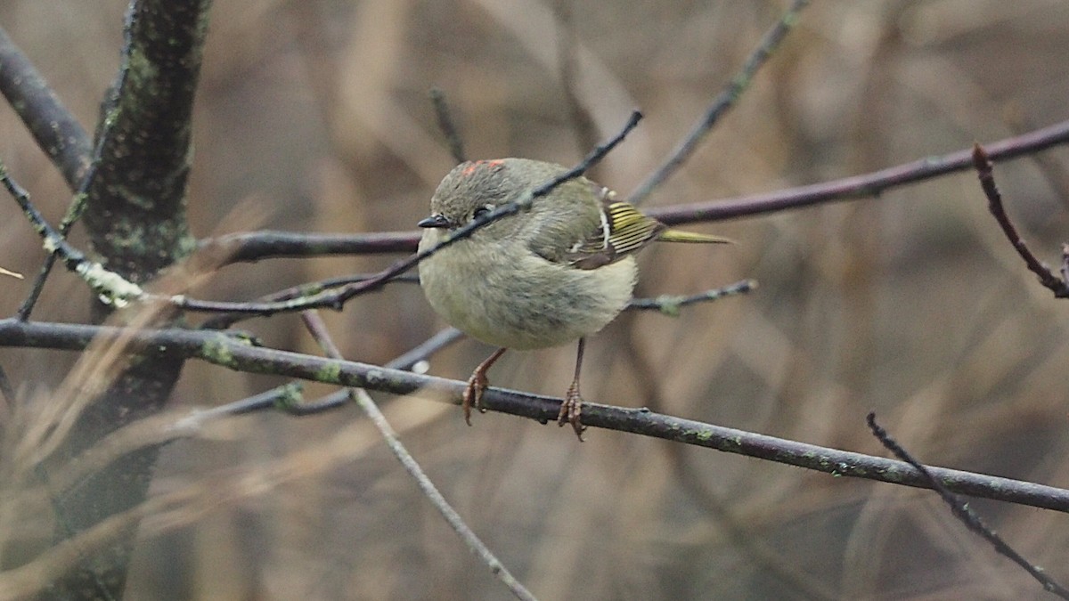 Ruby-crowned Kinglet - ML646818074