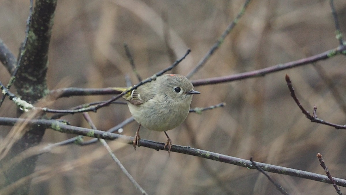 Ruby-crowned Kinglet - ML646818075