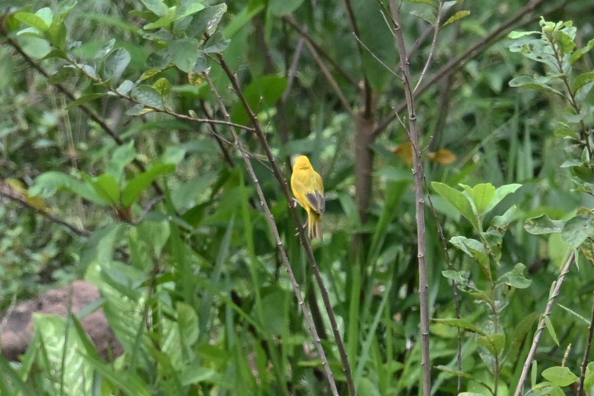 Saffron Finch - ML646818076