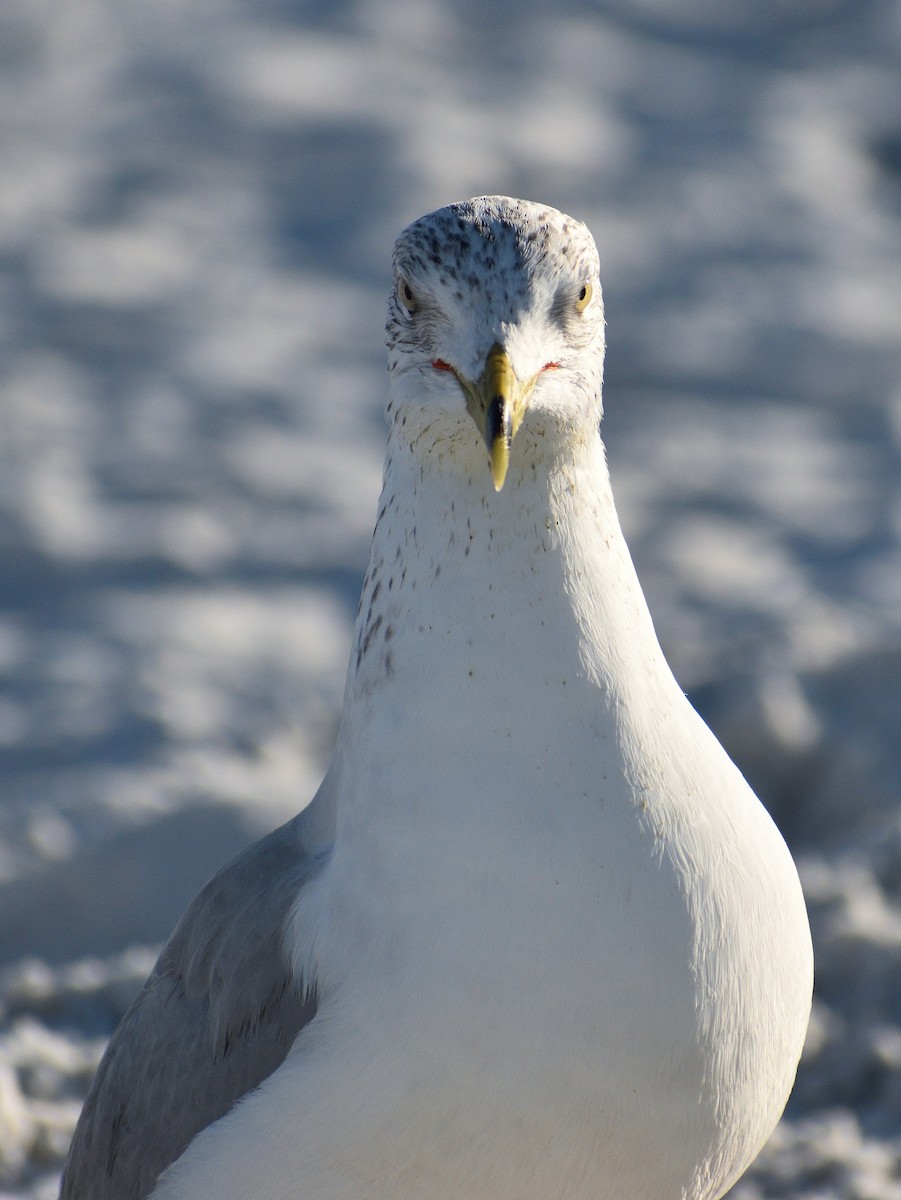 Ringschnabelmöwe - ML646818077