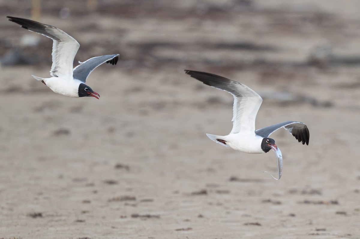 Laughing Gull - ML646818078