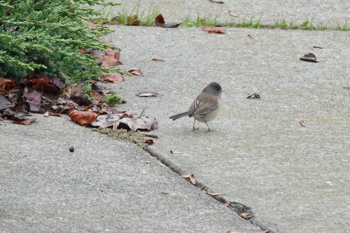 Dark-eyed Junco - ML646818079