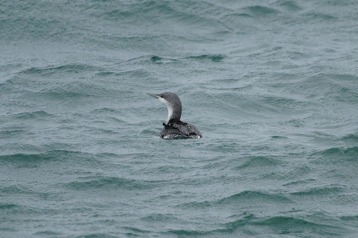 紅喉潛鳥 - ML646818080