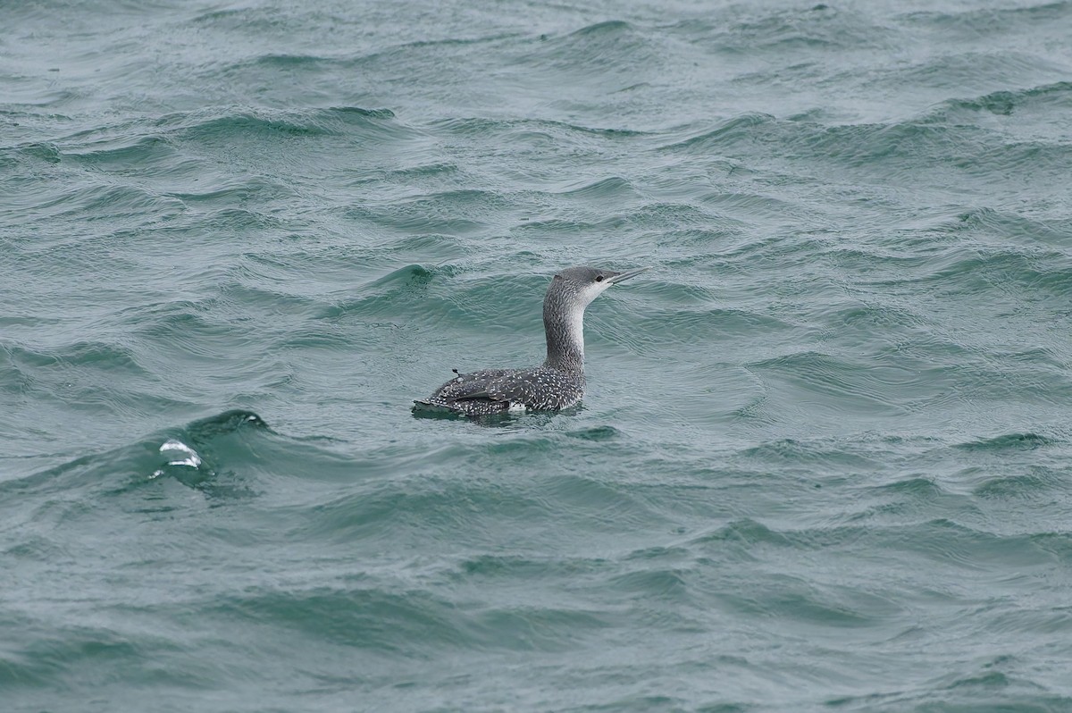 紅喉潛鳥 - ML646818081