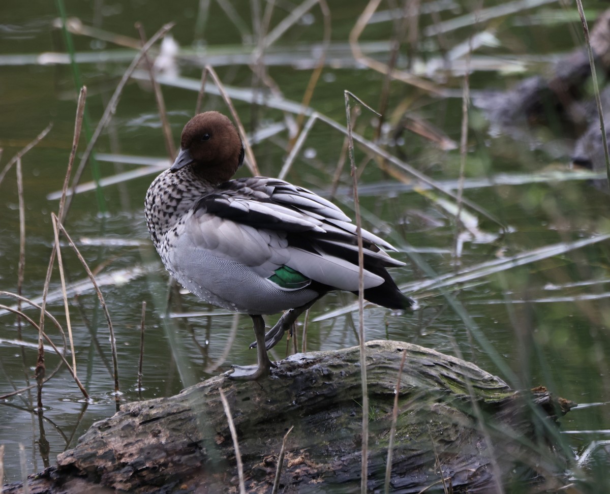 Гривистая утка - ML646818082