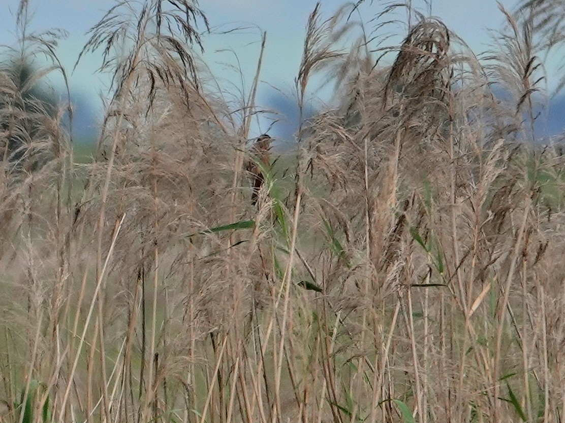 ニシオオヨシキリ - ML646818083