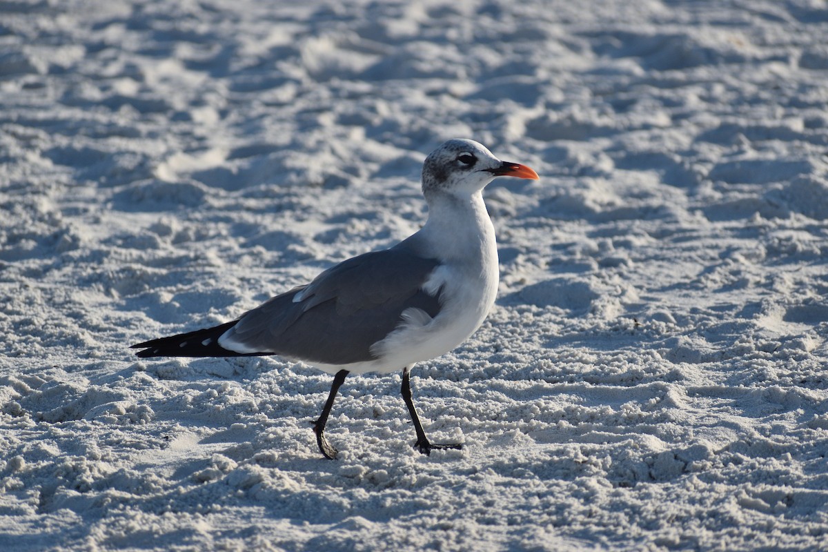 Aztekenmöwe - ML646818085