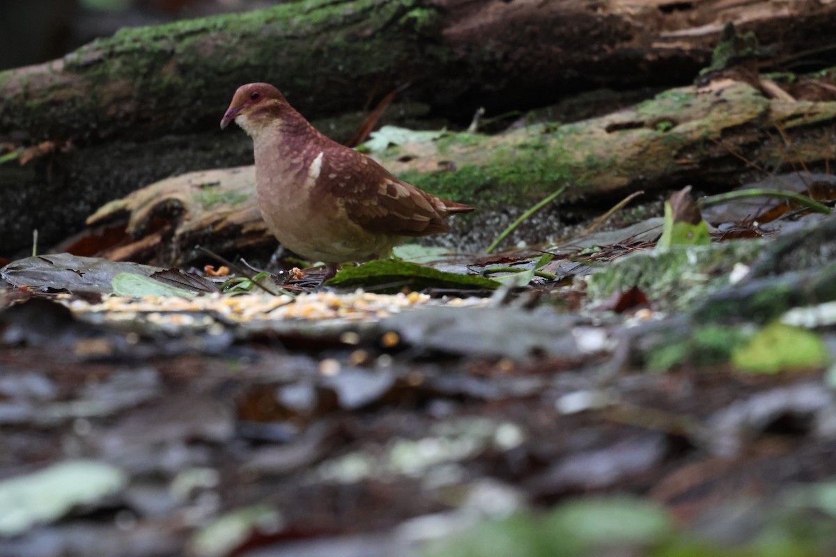 Paloma Perdiz Común - ML646818086