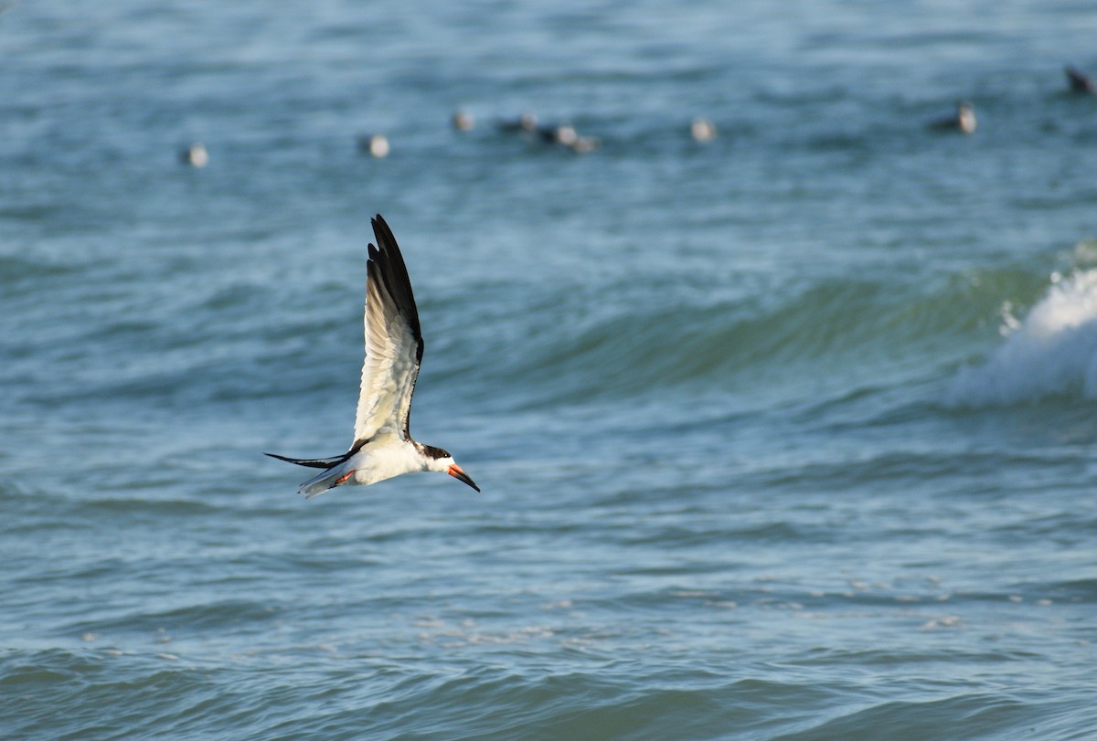 Amerikascherenschnabel - ML646818093