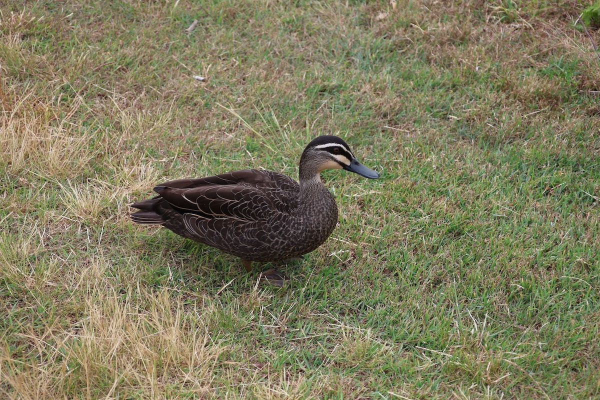 Серая кряква - ML646818094