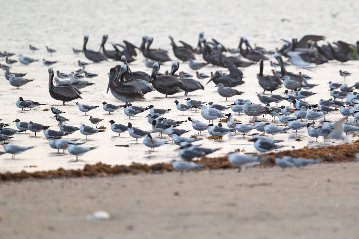 Laughing Gull - ML646818095