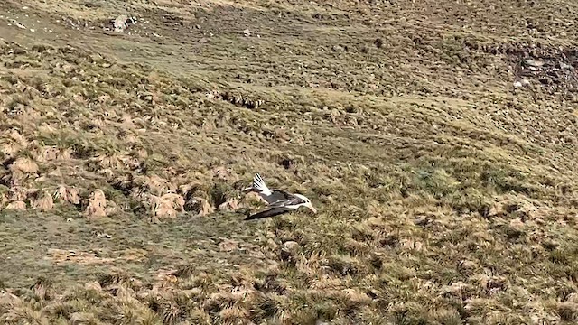 Albatro sopracciglineri (melanophris) - ML646818098