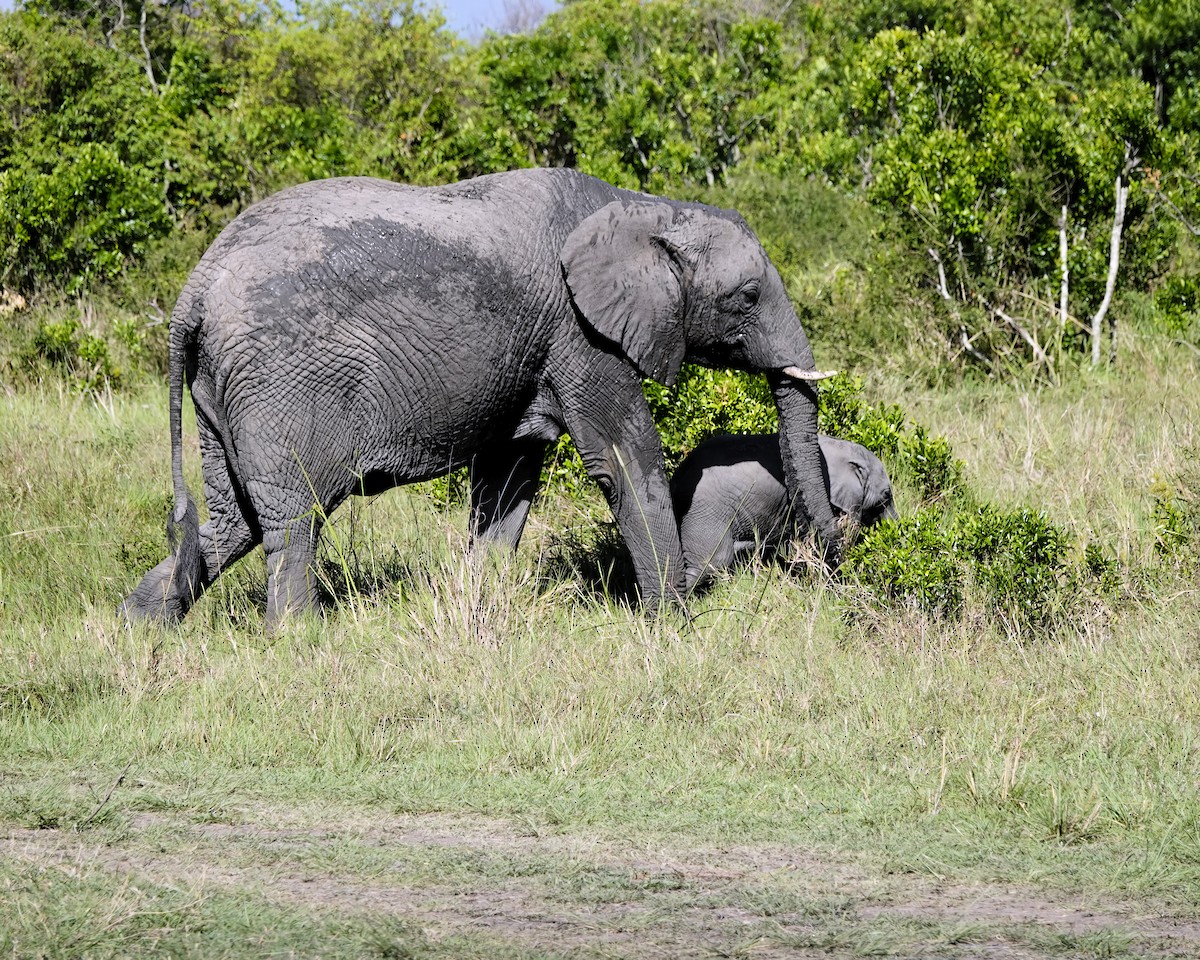 Elefanti - ML646818099