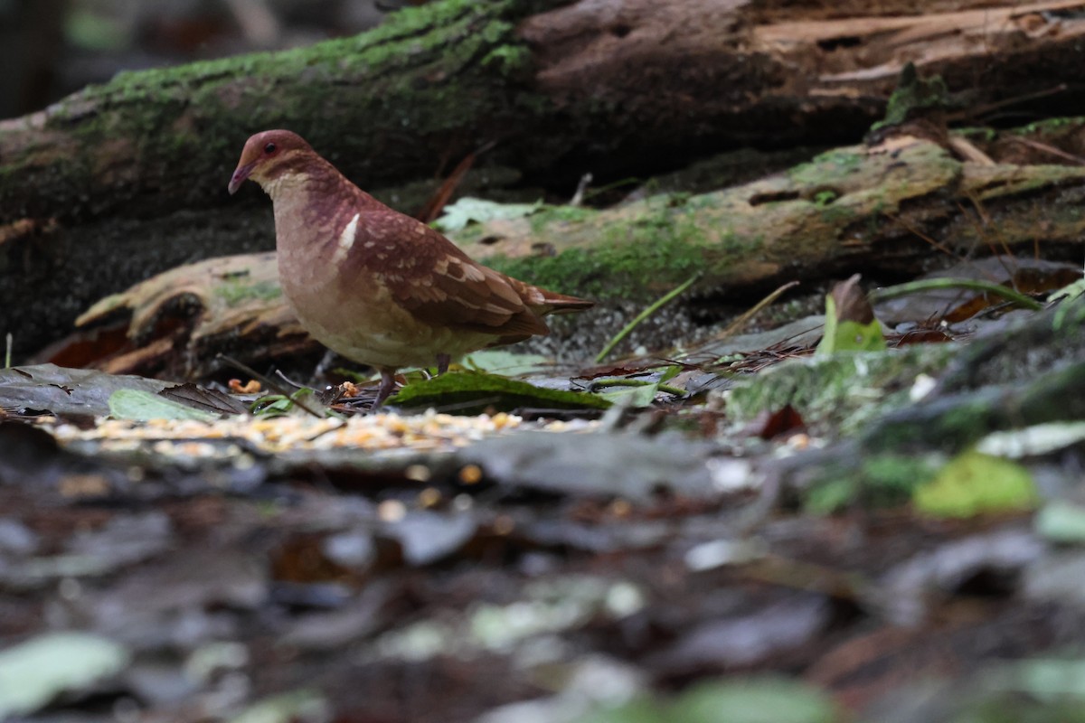 Paloma Perdiz Común - ML646818101