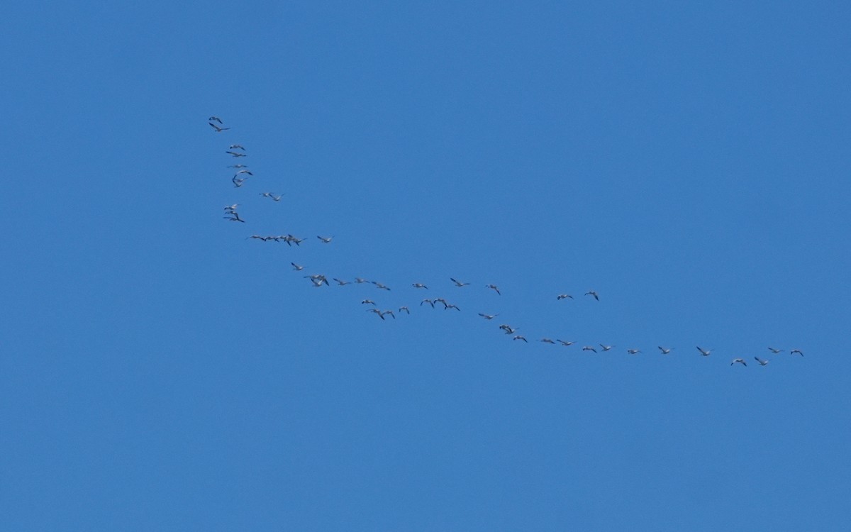 Snow Goose - ML646818102