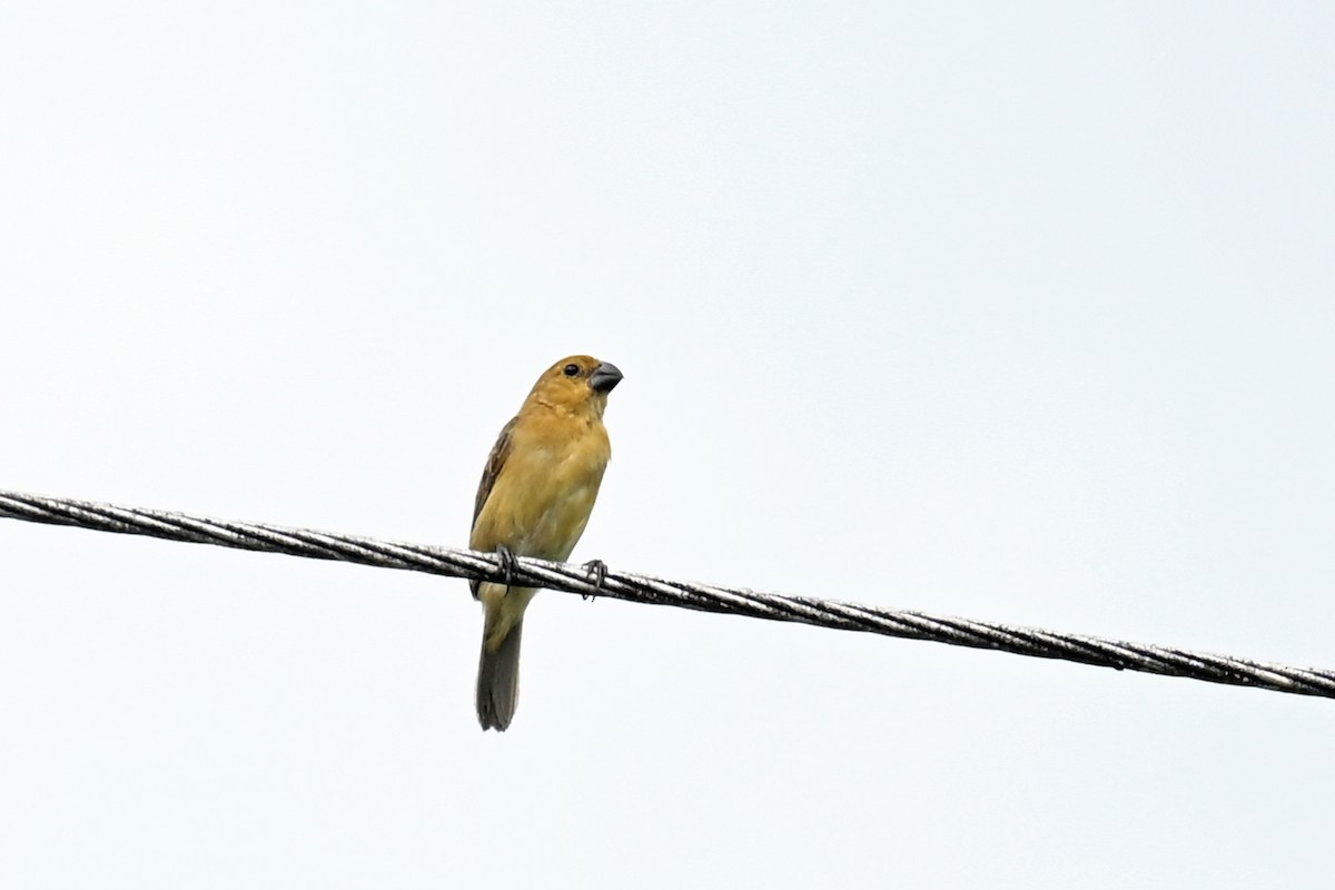 Gray Seedeater - ML646818103