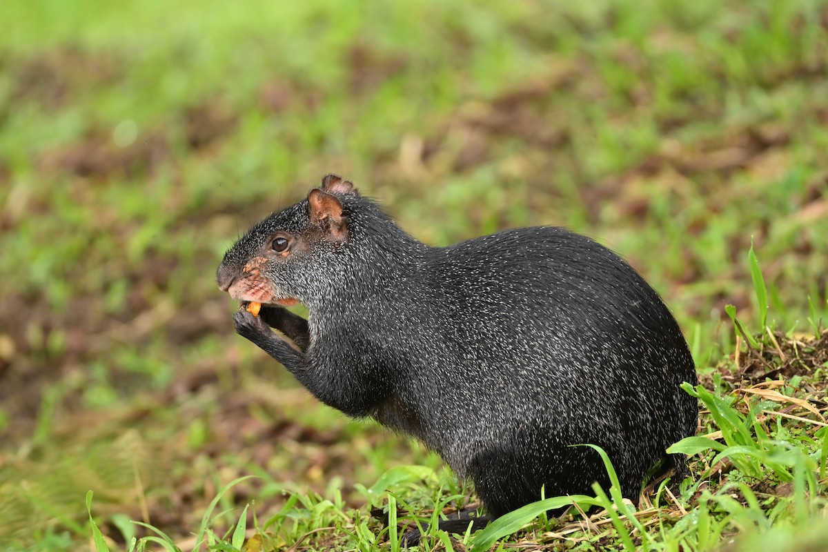 Schwarzes Aguti - ML646818107