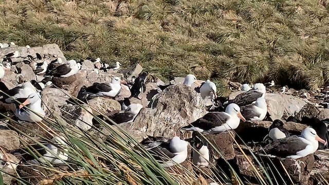 Western Rockhopper Penguin - ML646818108