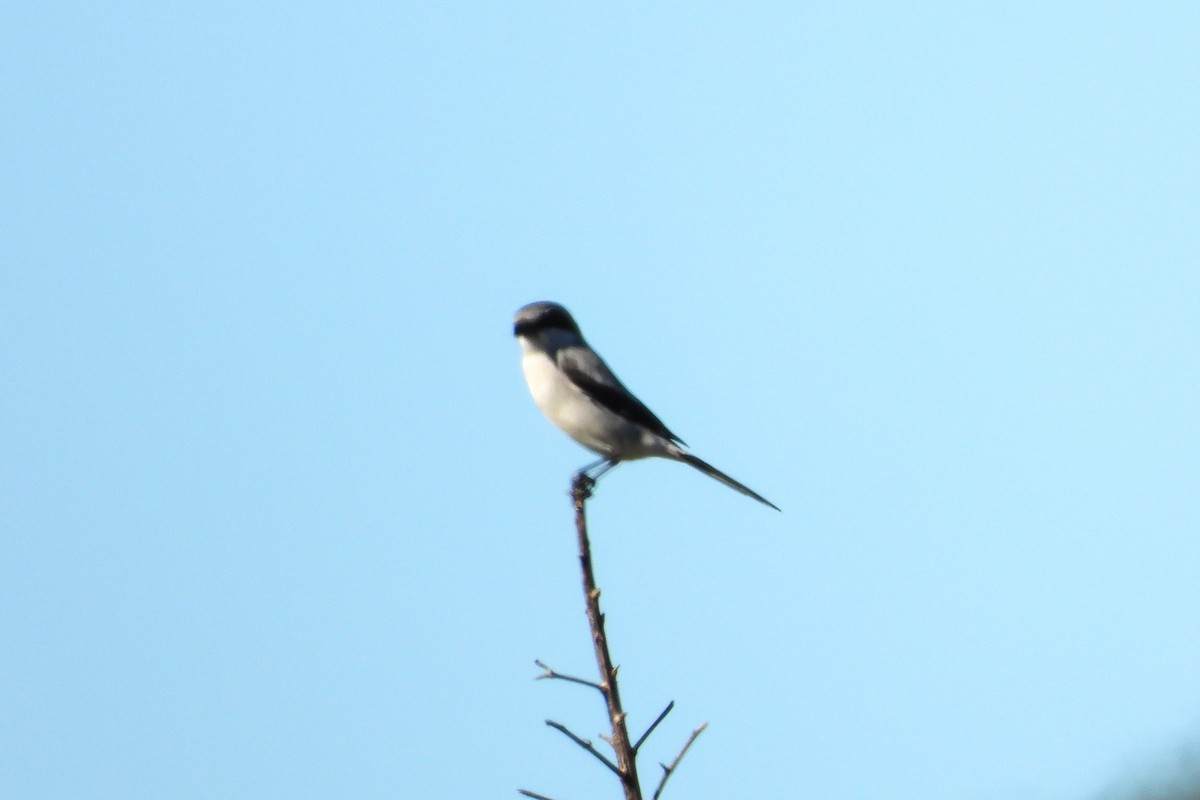Loggerhead Shrike - ML646818117