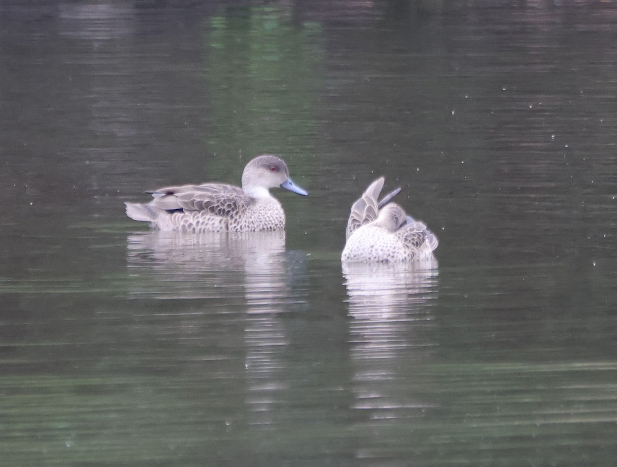 Серый чирок - ML646818118