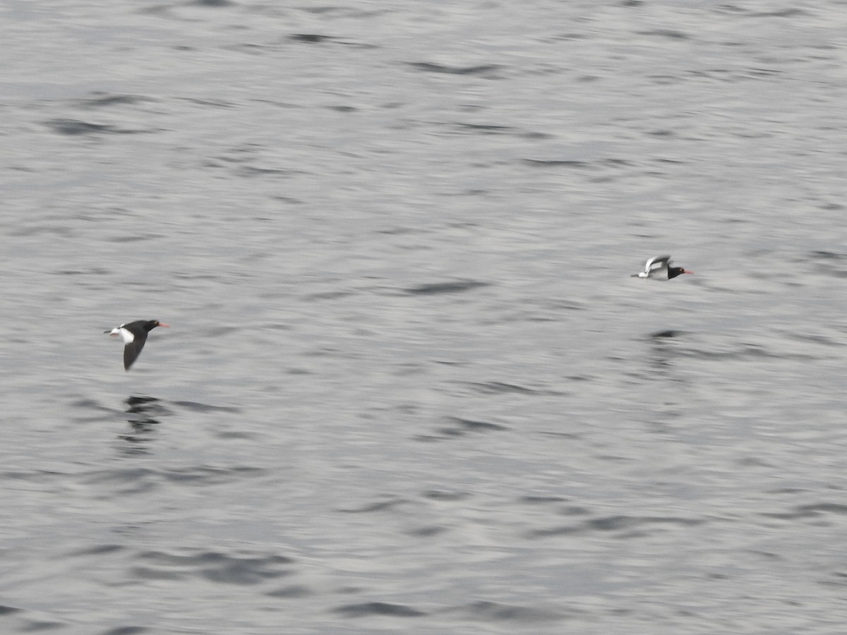 Magellanic Oystercatcher - ML646818120