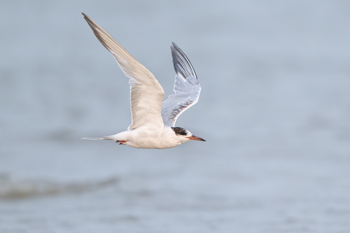 Common Tern - ML646818121
