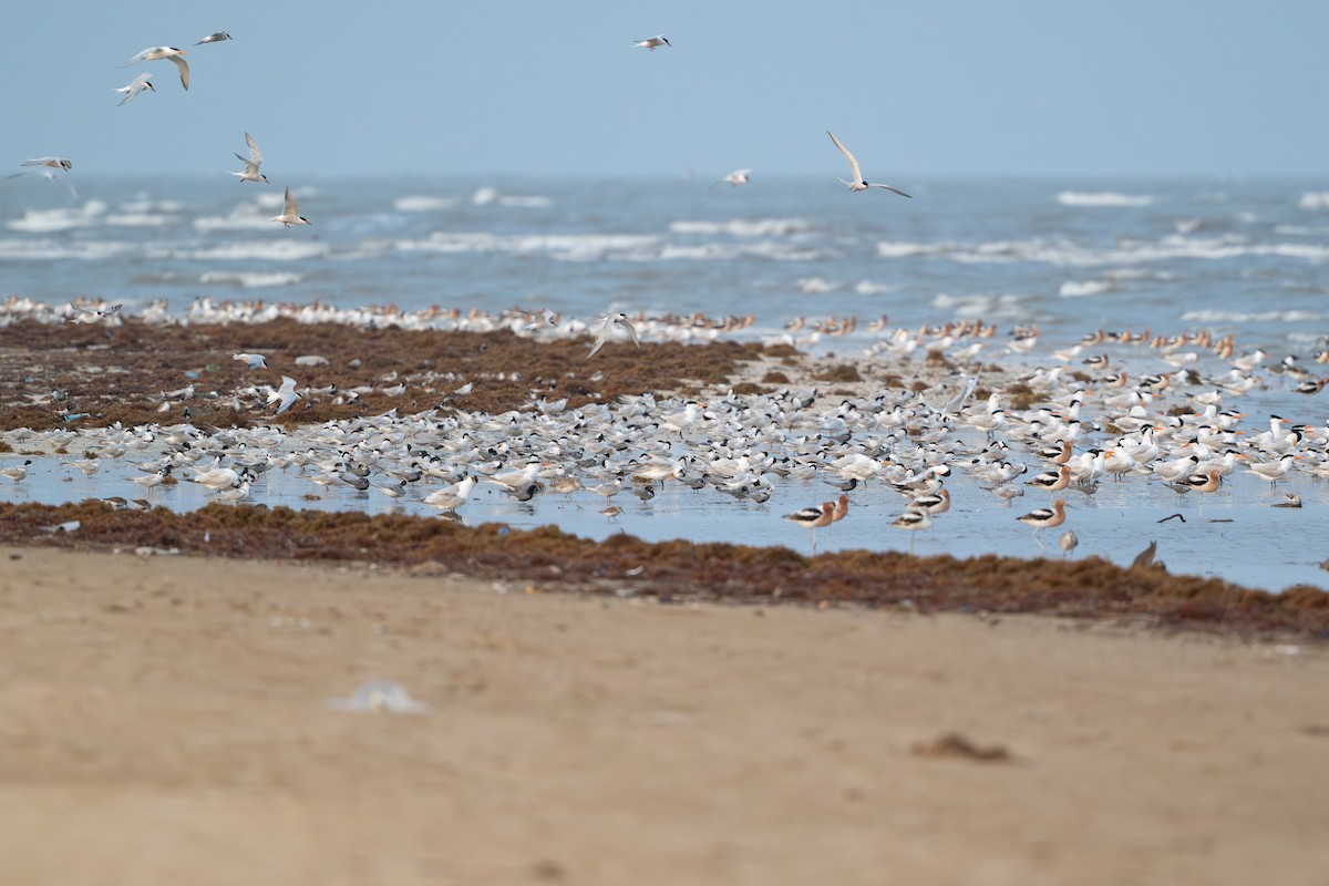 Common Tern - ML646818122
