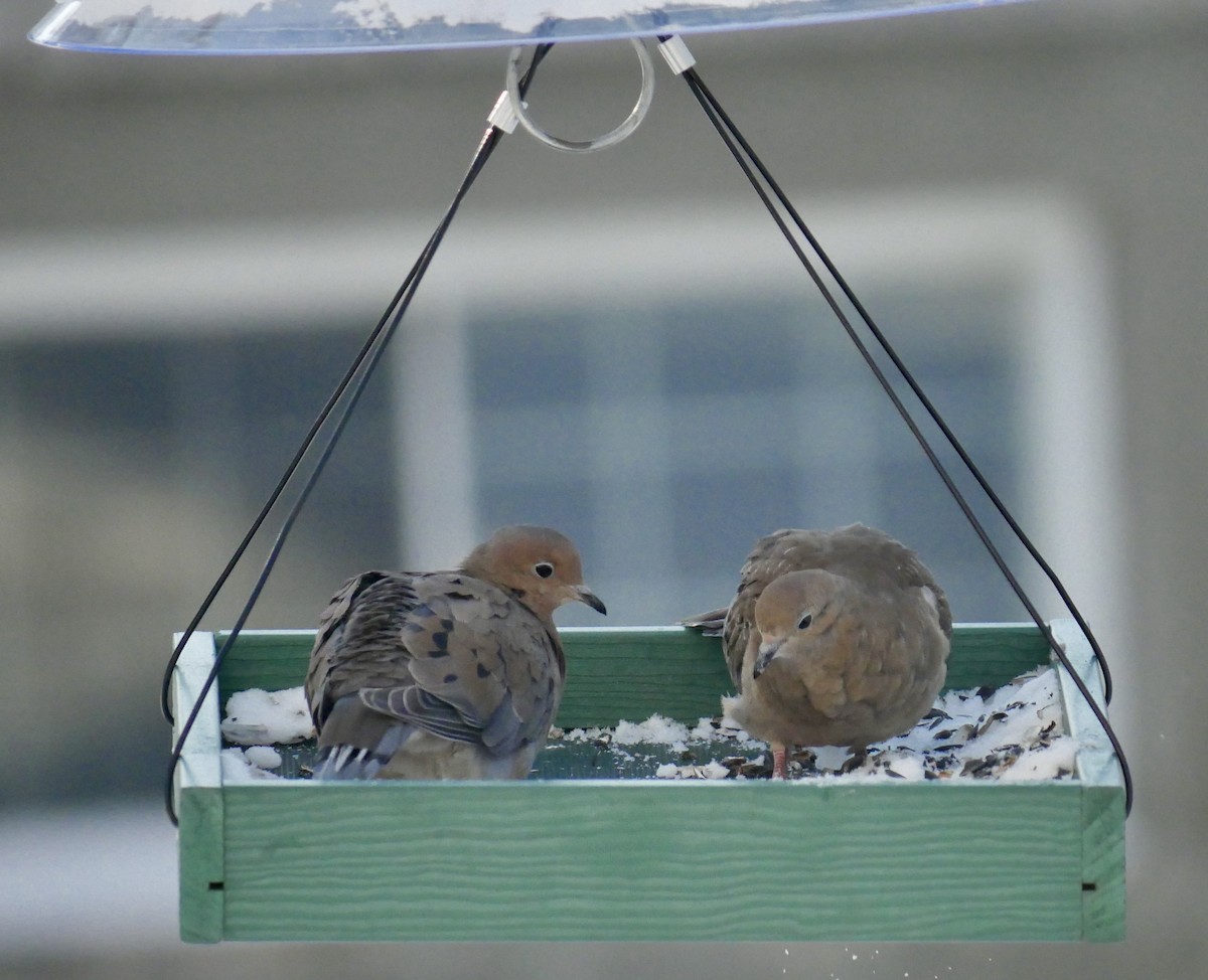 Zenaida Huilota - ML646818130