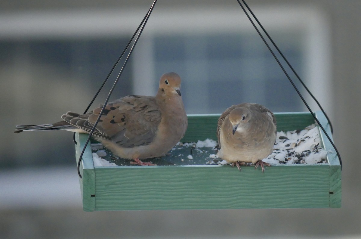 Mourning Dove - ML646818132