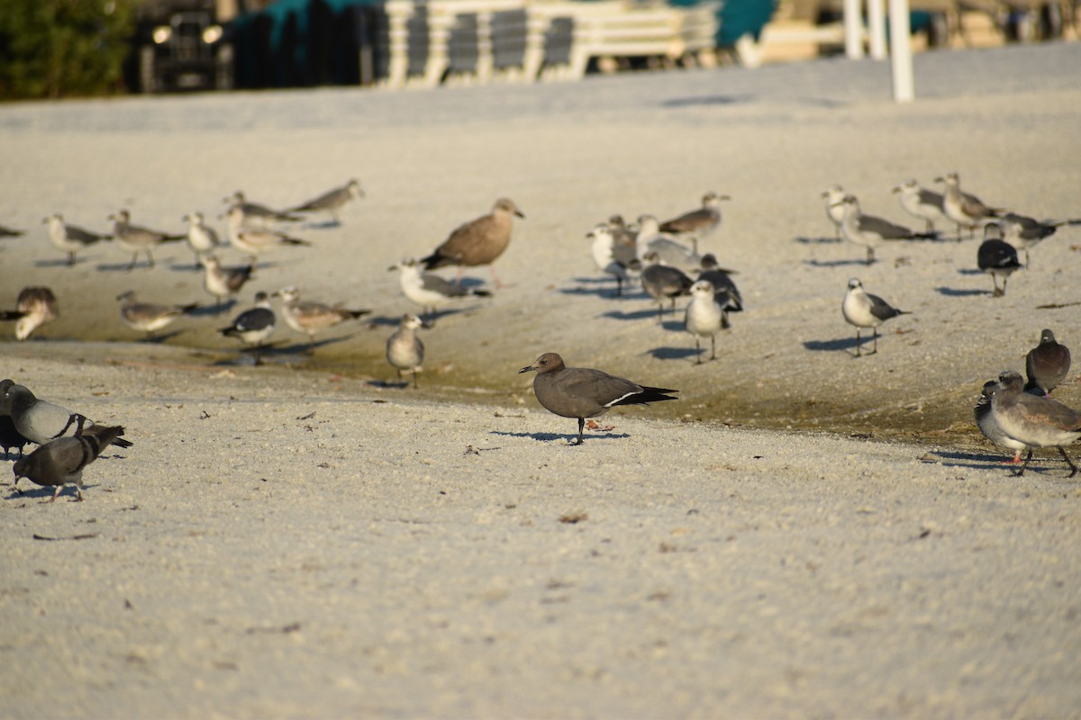 Gray Gull - ML646818133