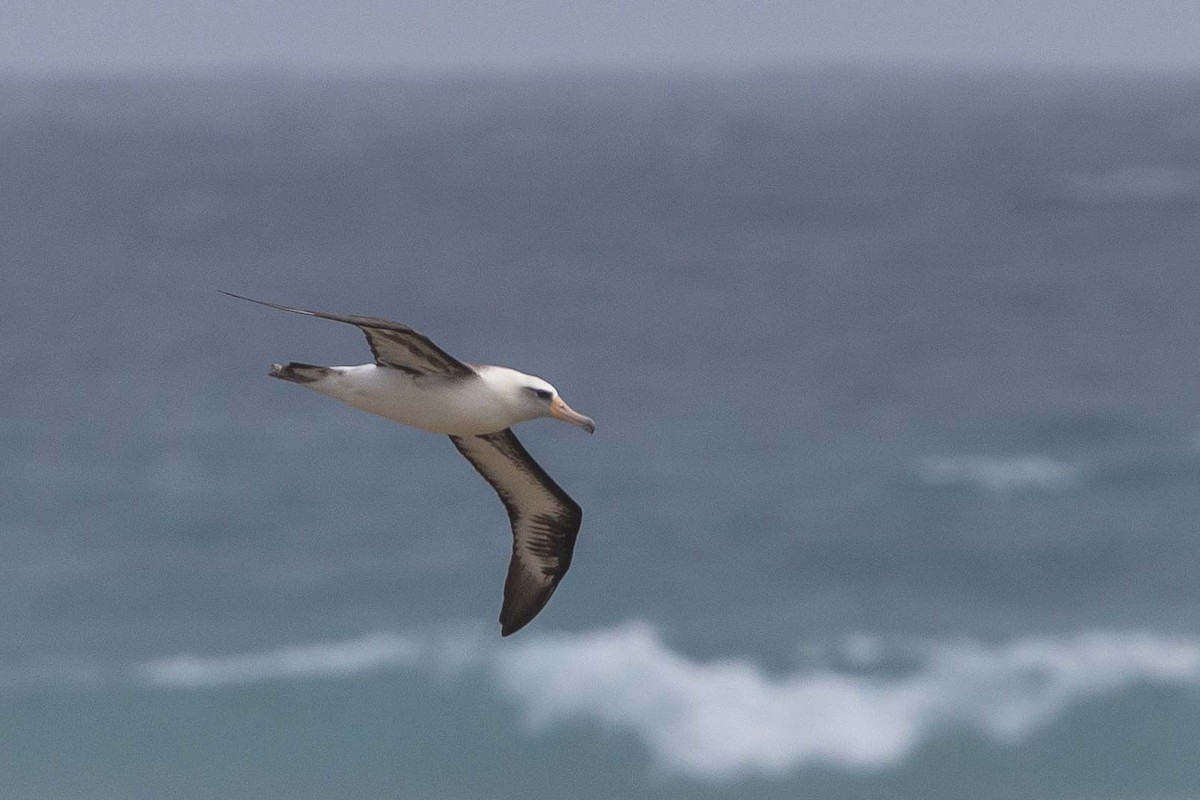 Laysan Albatross - ML646818137