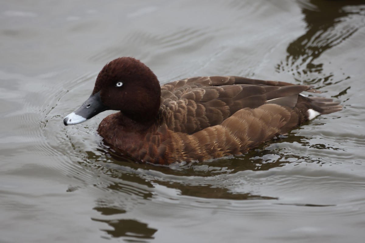 Австралийский нырок - ML646818138