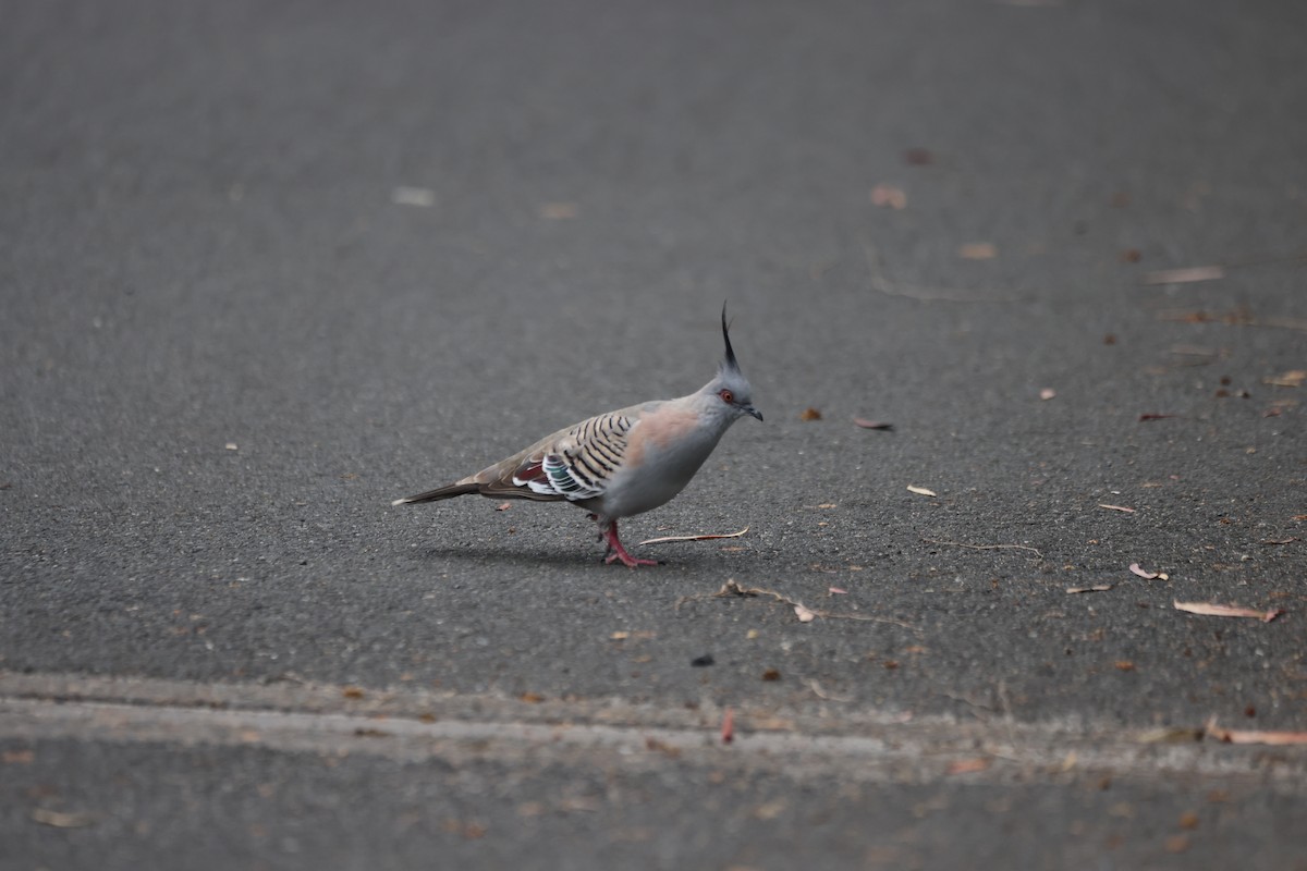 Хохлатый бронзовокрыл - ML646818145