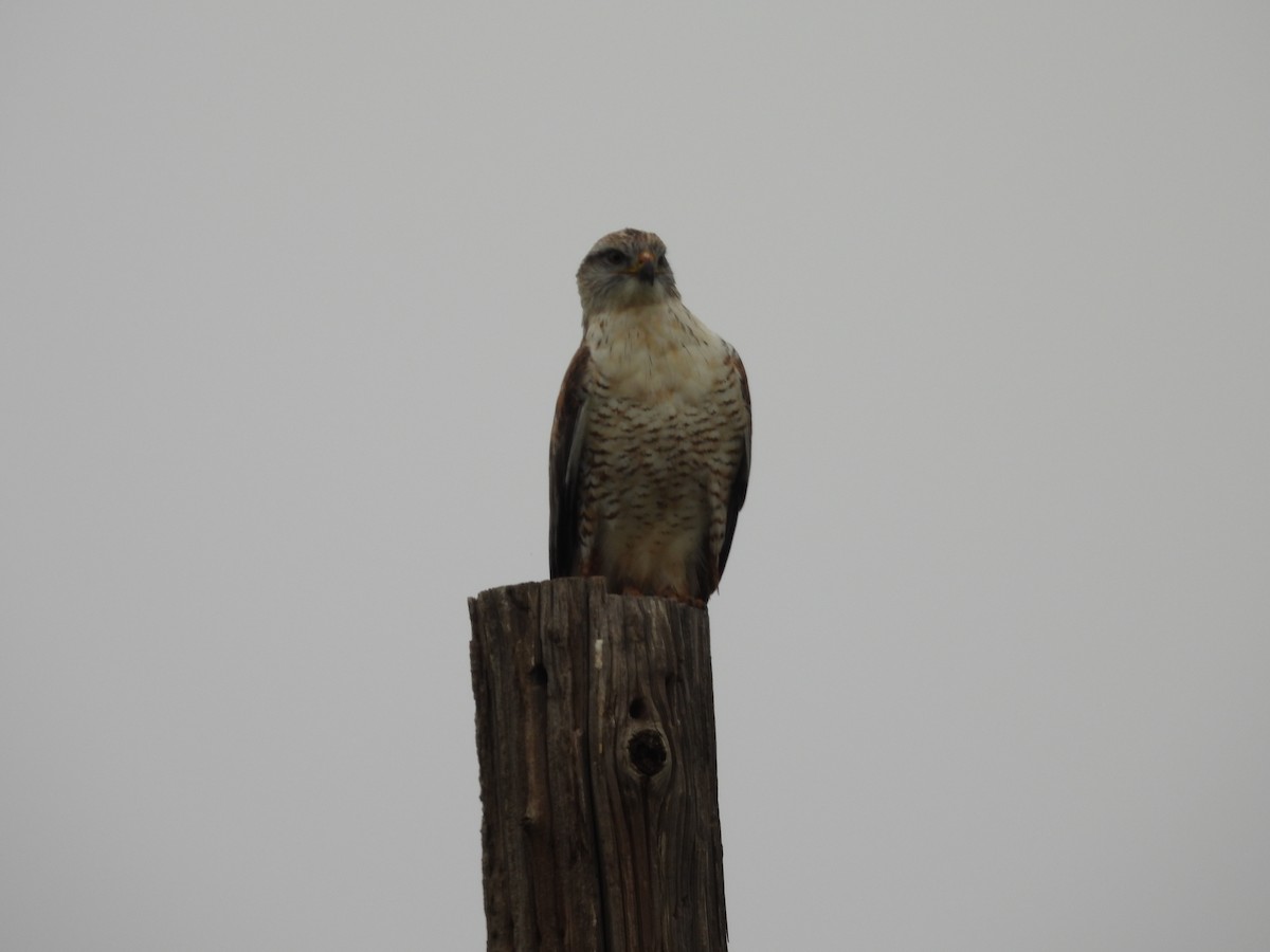 Ferruginous Hawk - ML646818149