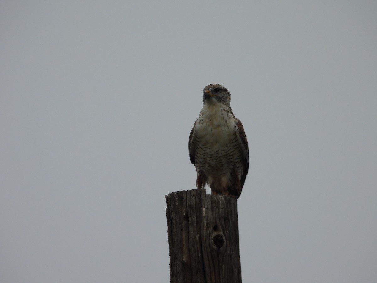 Ferruginous Hawk - ML646818153