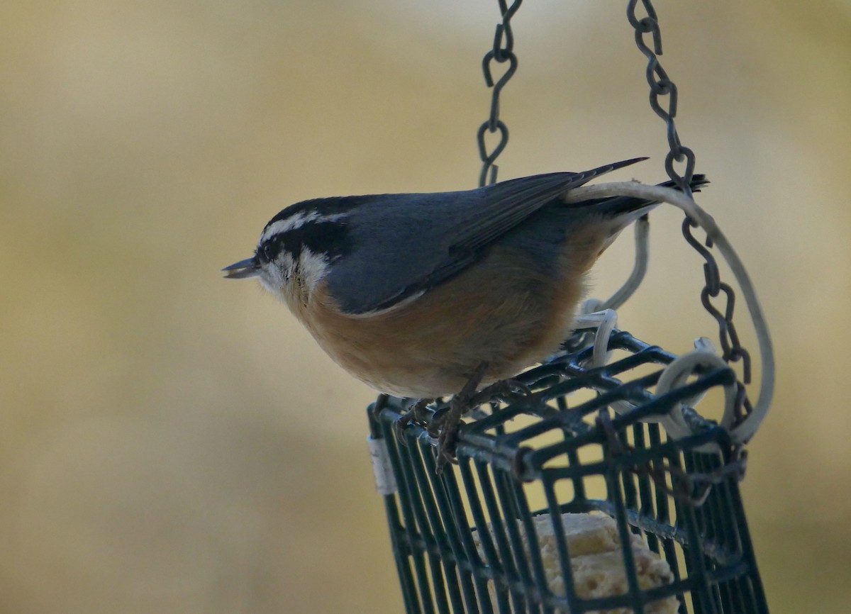 Red-breasted Nuthatch - ML646818154