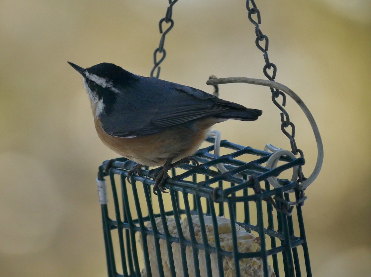 Red-breasted Nuthatch - ML646818155