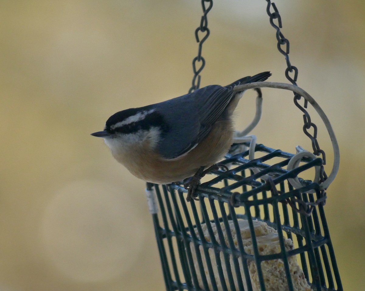 Red-breasted Nuthatch - ML646818156