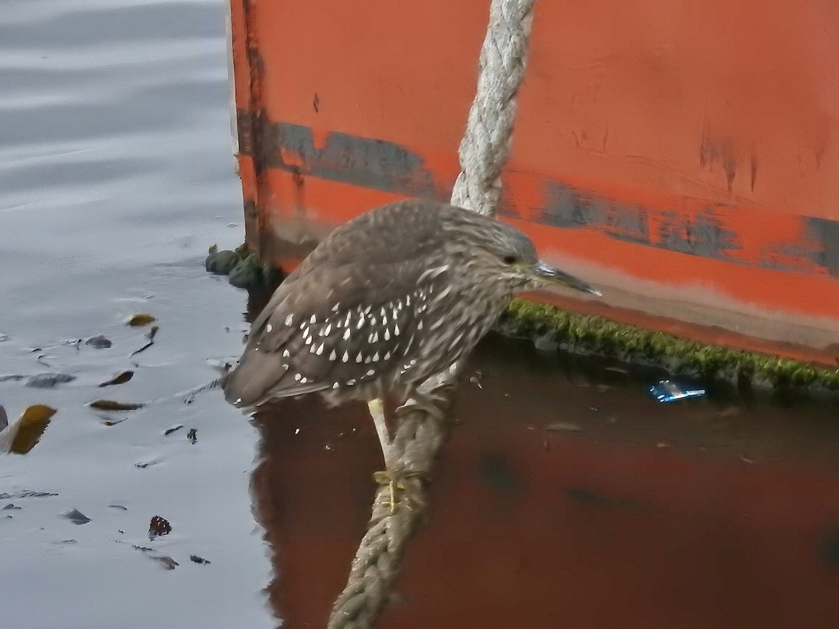 Black-crowned Night Heron - ML646818157