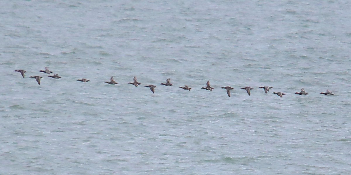 צולל אמריקני - ML646818158