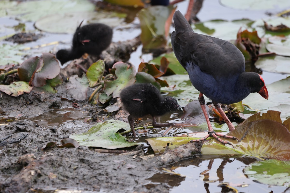 Австралийская султанка - ML646818160