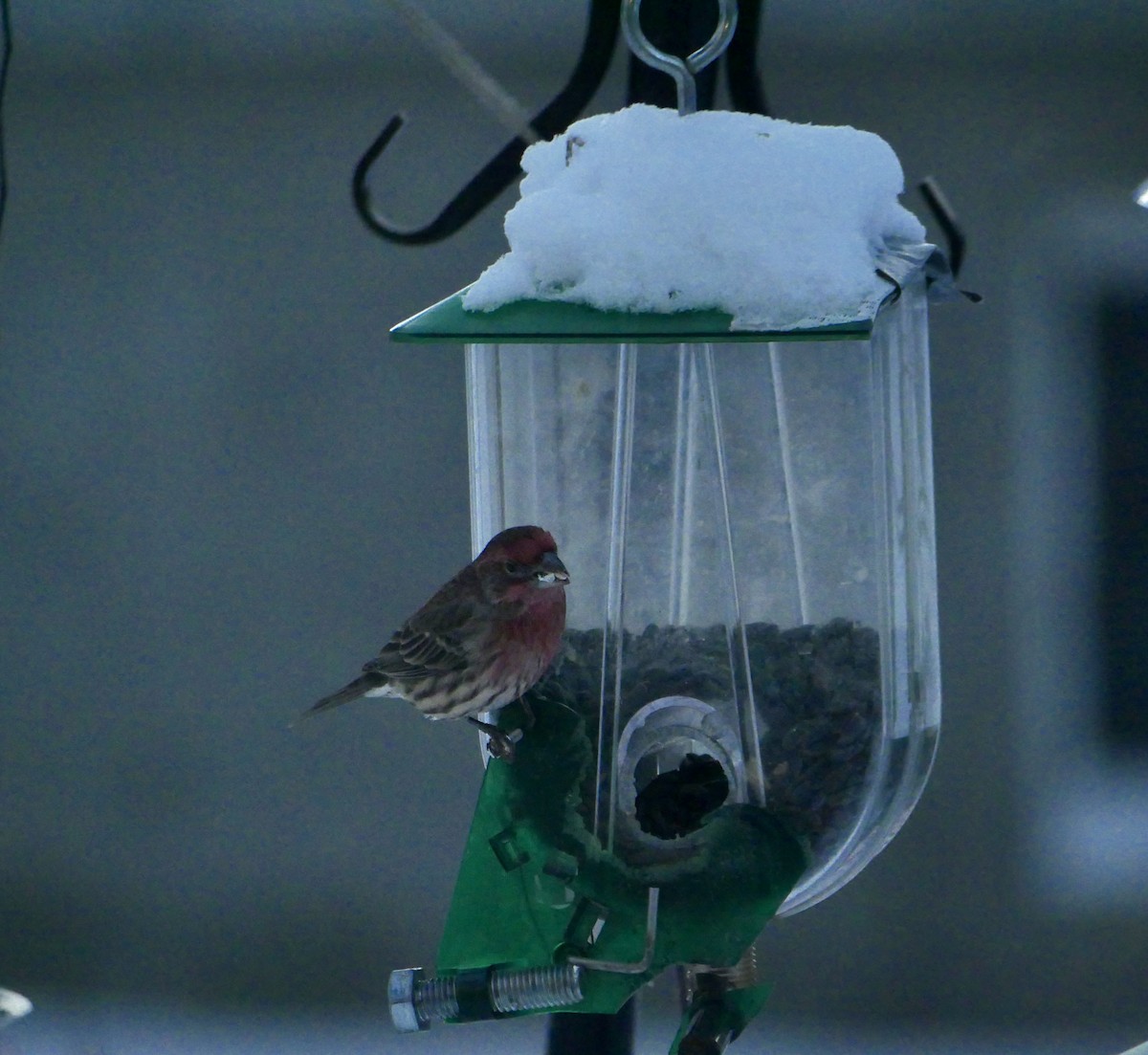 House Finch - ML646818172