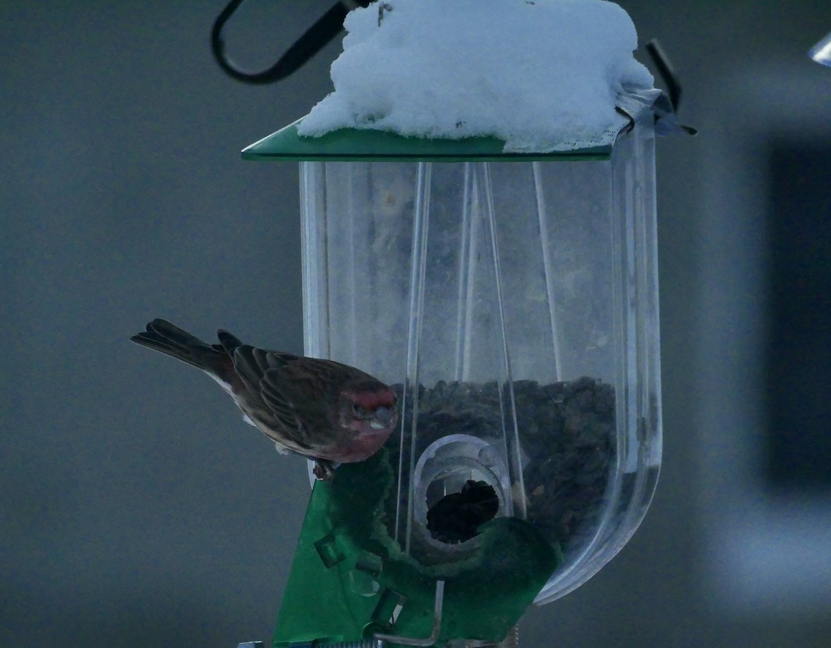 House Finch - ML646818173