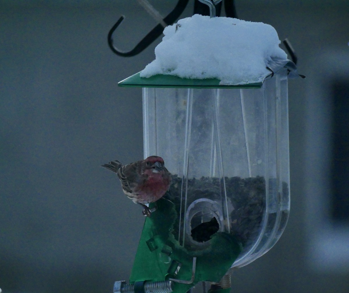 House Finch - ML646818174