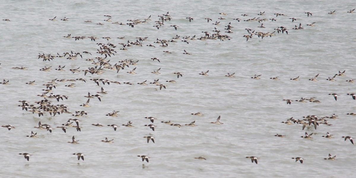 מרגון בינוני - ML646818175