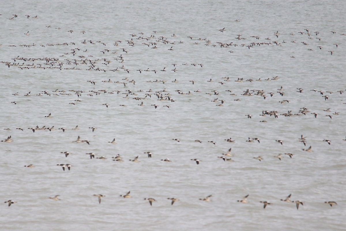 מרגון בינוני - ML646818176