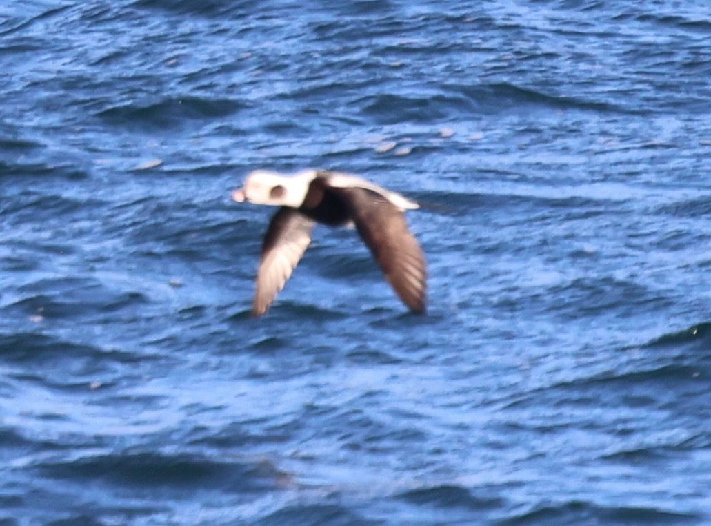 Морянка - ML646818178