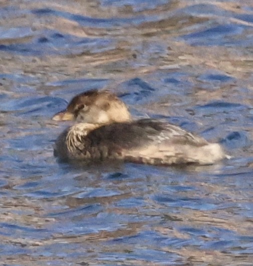 Pied-billed Grebe - ML646818179